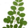 Miracle Moringa Book - Nature's #1 Healing Plant (Download) - Image 2
