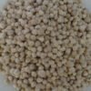 Moringa Seeds - Edible - Shelled - Roasted 100% Pure Gluten Free 1oz. - Image 4