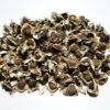 Moringa Seeds - Edible - with Shell - 100% Pure Gluten Free 10 lbs. - Image 5